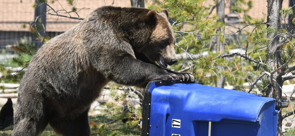 Bear and trash can Pixabay.com