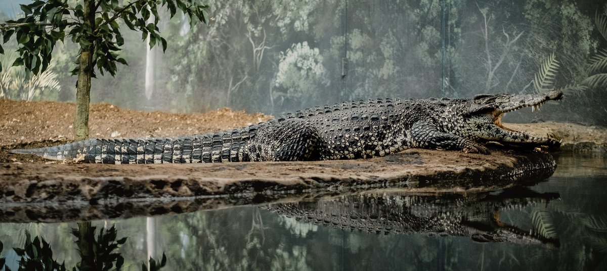 Crocodile Kyle Nieber unsplash cropped.jpg