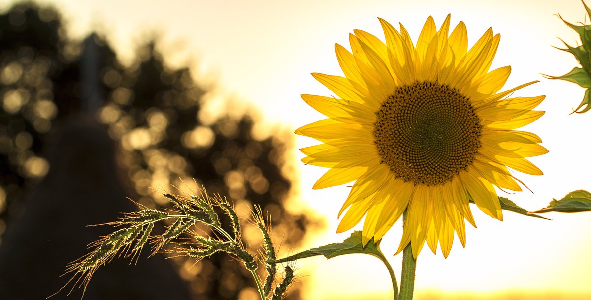 sunflower Mircea Ploscar pixabay.com cropped.jpg